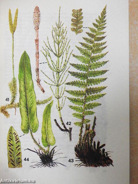 Kis növényhatározó rendszertani és ökológiai tájékoztatóval