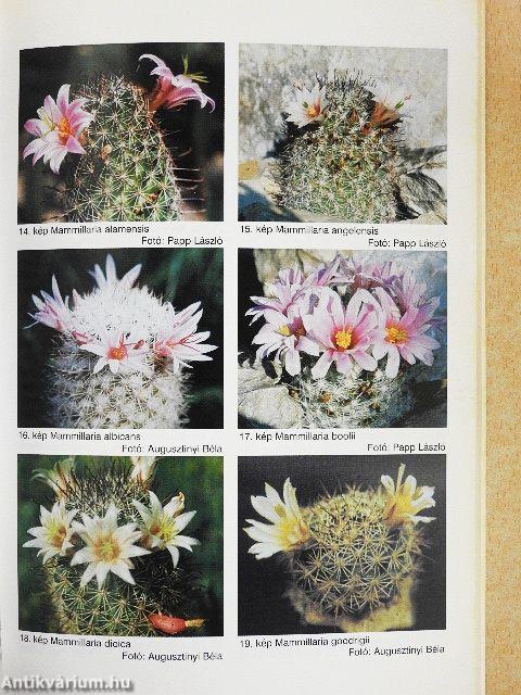 Debreceni pozsgás-tár 2000/1-4.