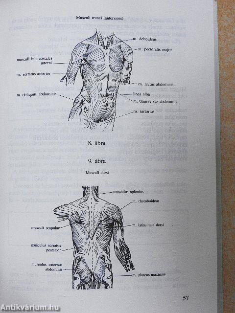 Orvosi latin nyelvi alapismeretek