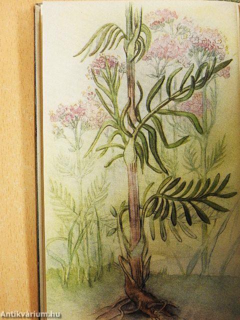 Das kleine Kräuterbuch