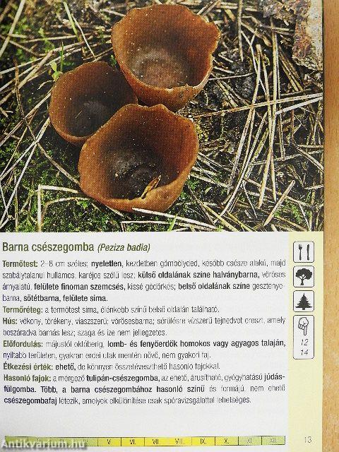 Gyűjtsünk gombát erdőn, mezőn!