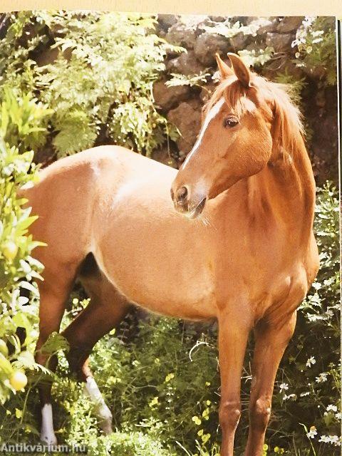 Lovak a nagyvilágban