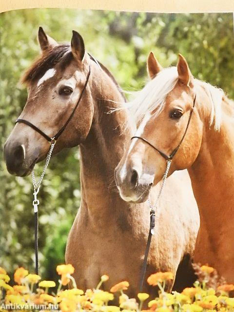 Lovak a nagyvilágban