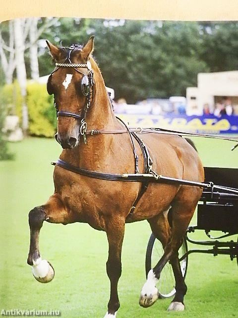 Lovak a nagyvilágban