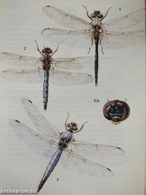 Szitakötők, kérészek, hangyalesők