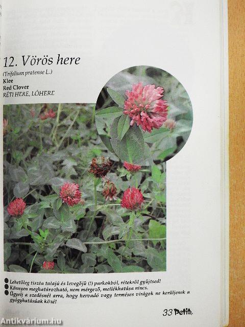 Herbárium, avagy keresd a magad gyógyfüvét!