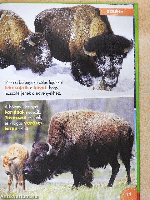 Disney Állati Szafari 52.