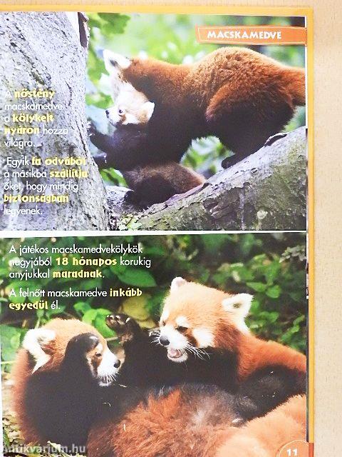 Disney Állati Szafari 50.