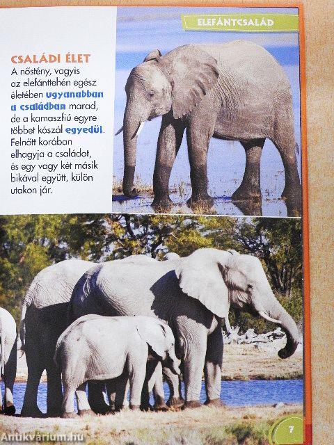 Disney Állati Szafari 33.