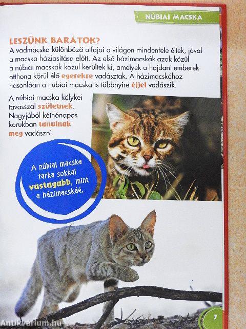 Disney Állati Szafari 26.