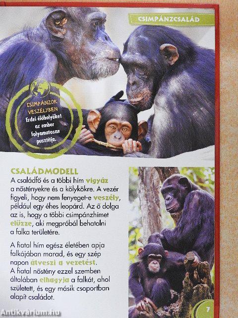 Disney Állati Szafari 36.