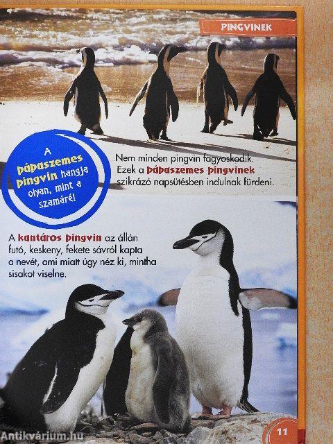 Disney Állati Szafari 35.