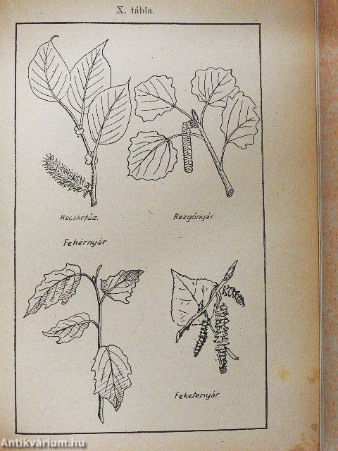 Erdőgazdasági alapismeretek