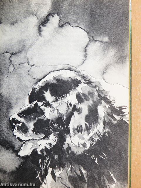 A sete bárány és a kuvasz