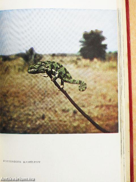 Egy év Tanganyikában