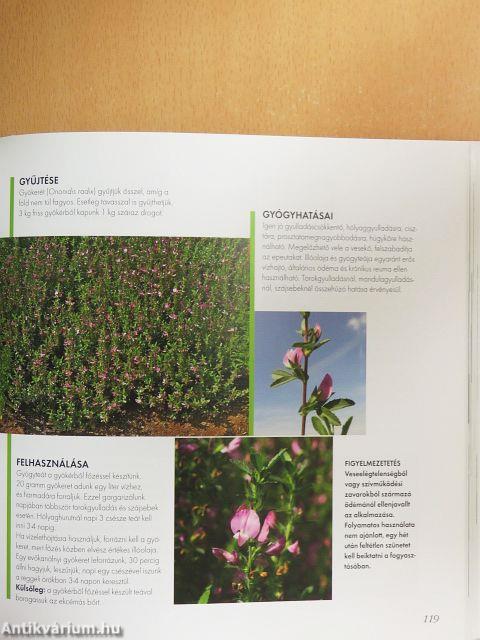 A bükki füvesember nyomában