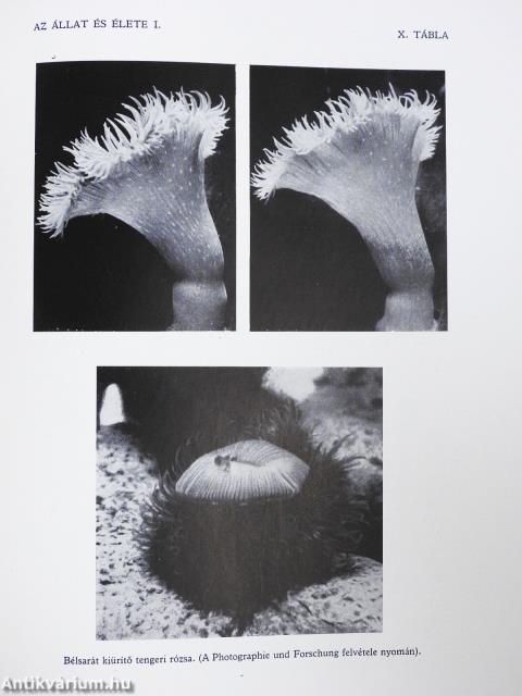 A természet világa I-X.