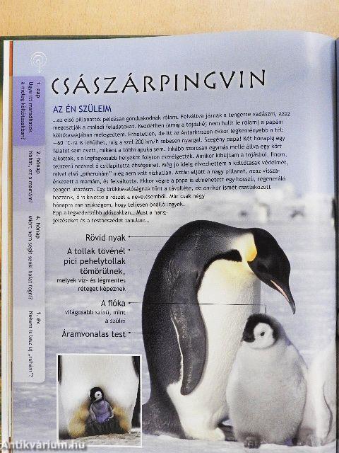 Kölykök és fiókák