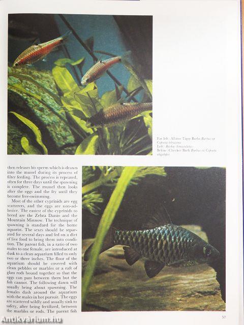 Complete Book of Tropical Fish