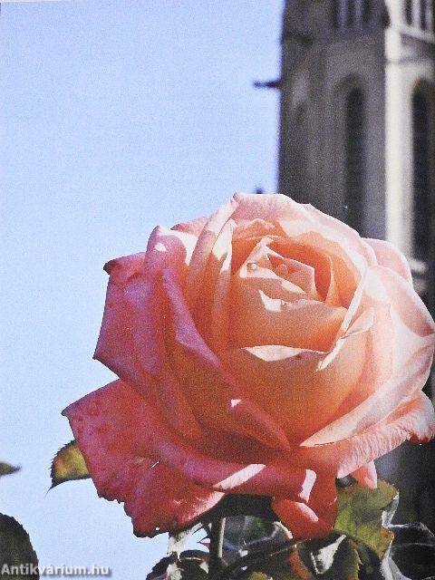 Tőbe oltott emlékezet