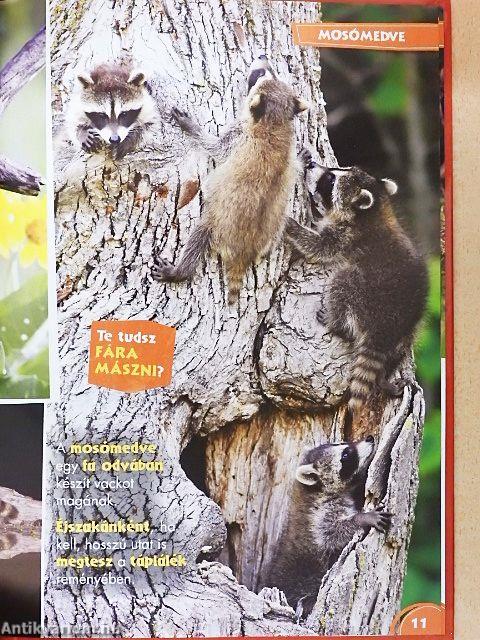 Disney Állati Szafari 56.