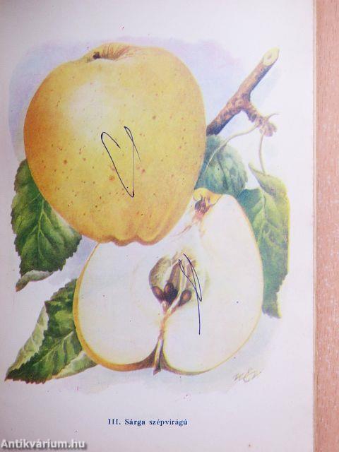 Gyümölcstermesztés házi-háztáji kertekben