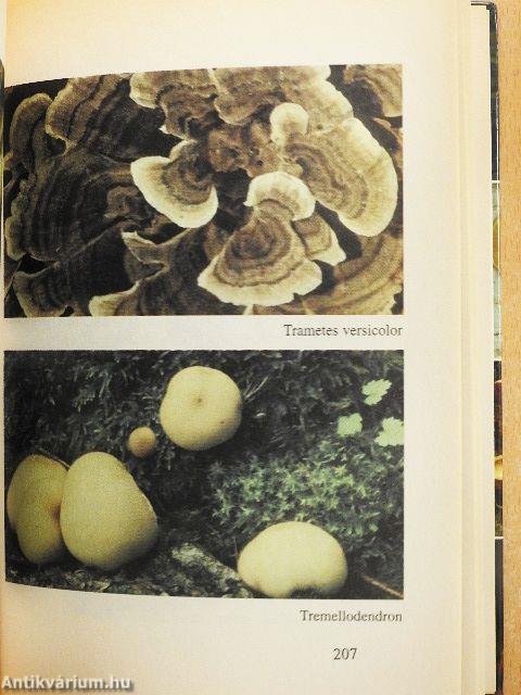 Gombaismertető kézikönyv