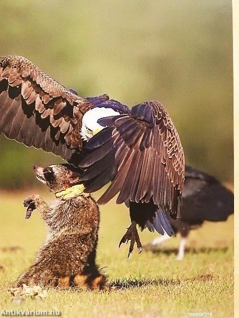 GEO 2017. (nem teljes évfolyam)