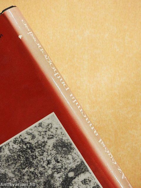 Az égési anaemia pathogenesise