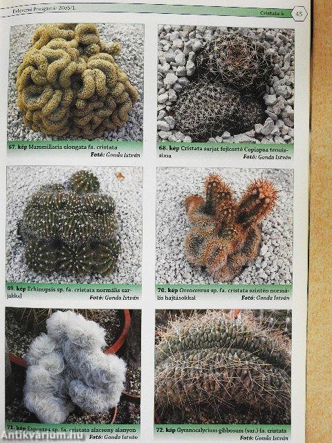 Debreceni Pozsgástár 2005/1-4.