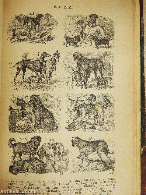 Kis-Lexikon II. (töredék)