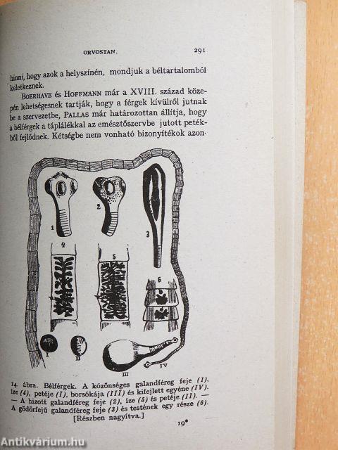 Óriáskígyók és viharágyú