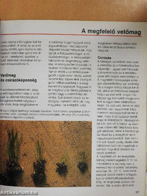 A pázsit gondozása