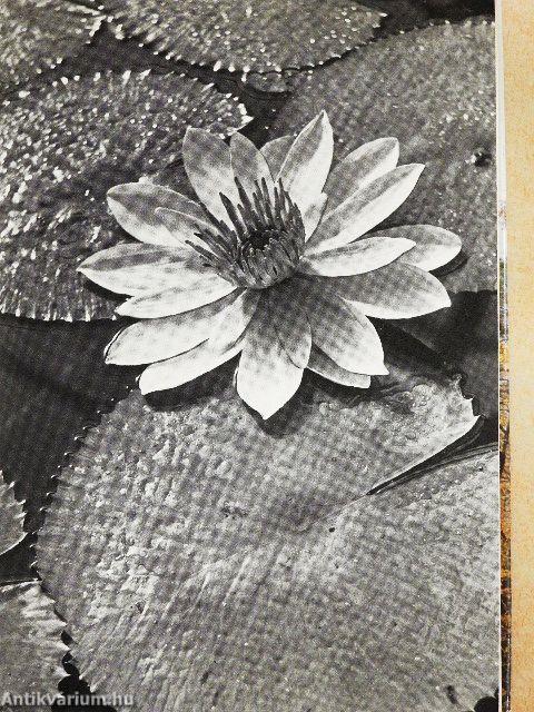 Krisztus példázatai