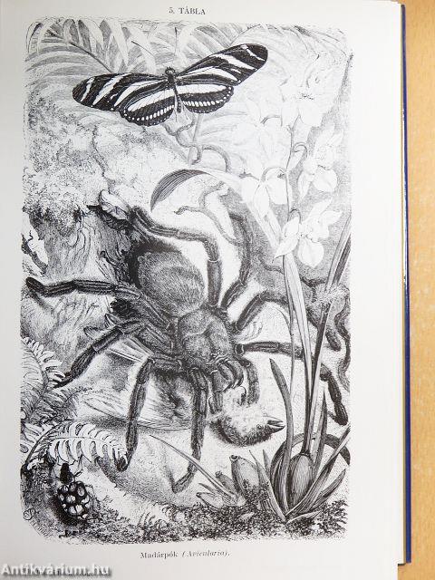 Brehm - Az állatok világa 15.