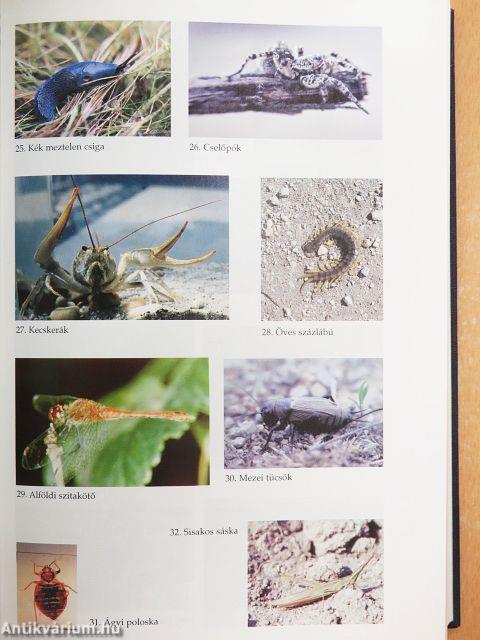 Magyarország a XX. században II.