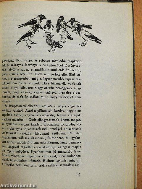 Salamon király gyűrűje