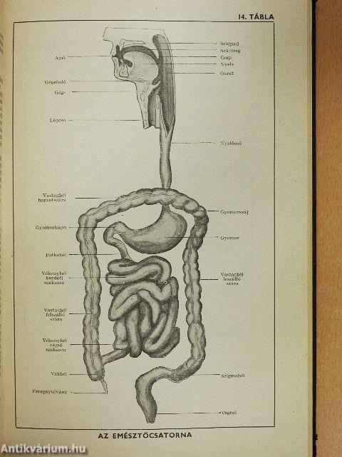 Orvos a családban I.