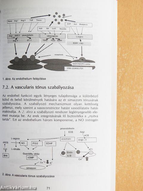 Tények és elemzések az ischaemiás szívbetegségről