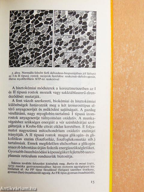 A neuromusculáris megbetegedések diagnosztikája és terápiája