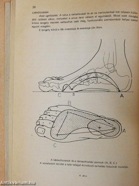 Fizioterápia (dedikált példány)