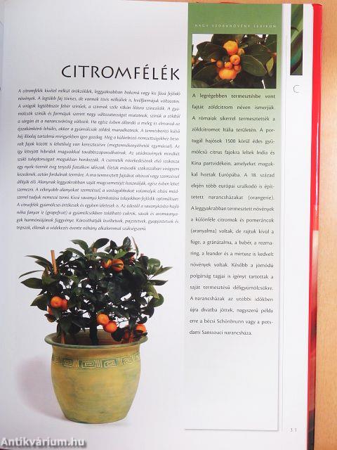 Nagy szobanövény lexikon