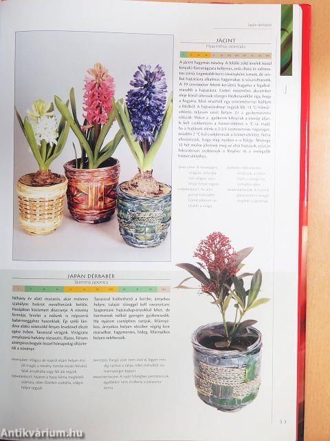 Nagy szobanövény lexikon