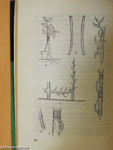 A növények oltása