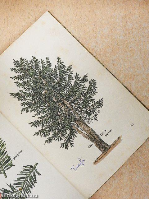 Das kleine Baumbuch (gótbetűs)
