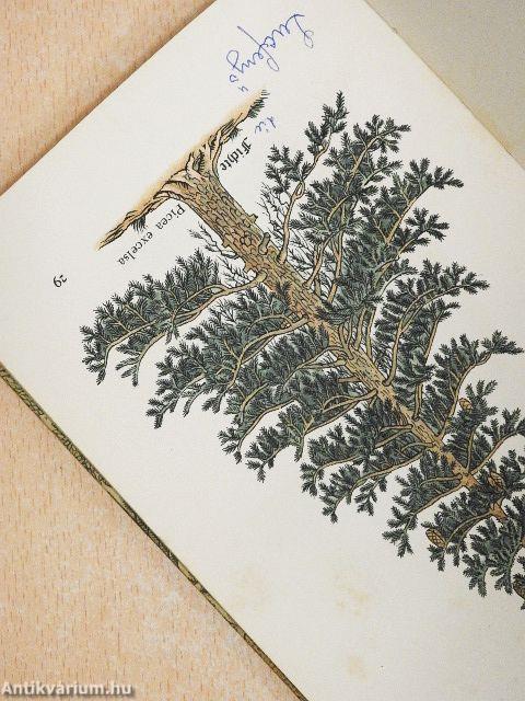 Das kleine Baumbuch (gótbetűs)