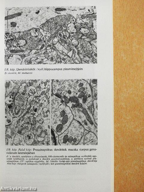 A neurokémia alapjai