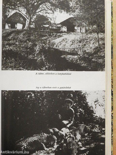 A pettyes szfinx nyomában