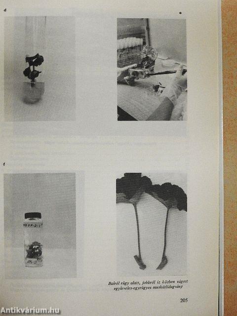 Virágtermesztés növényházban