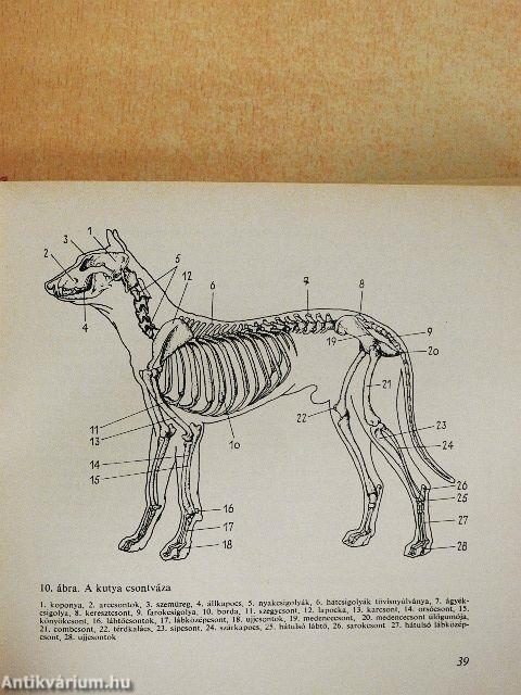 A kutya tenyésztése, tartása, kiképzése